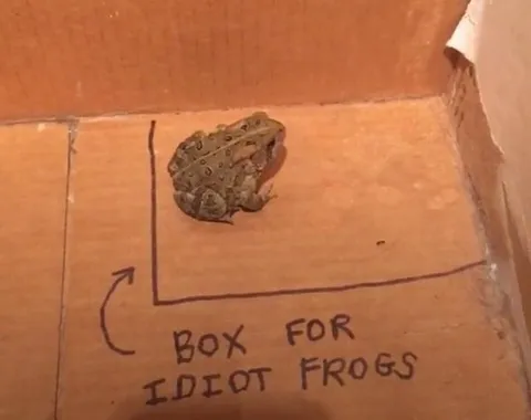 Box for Idiot Frogs