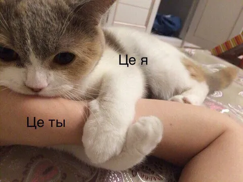 Кіт обіймає тебе