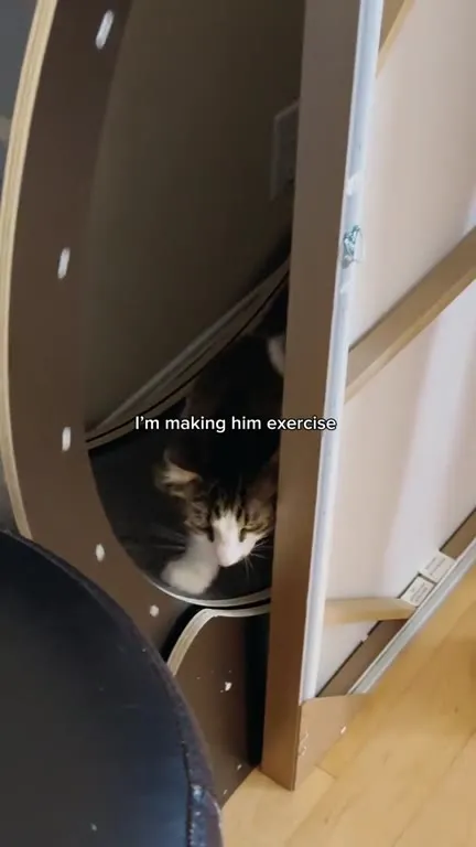 Cat Forced to Exercise