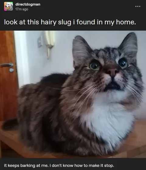 Hairy Slug That Barks