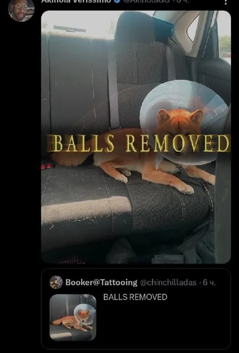 Balls Removed Dog