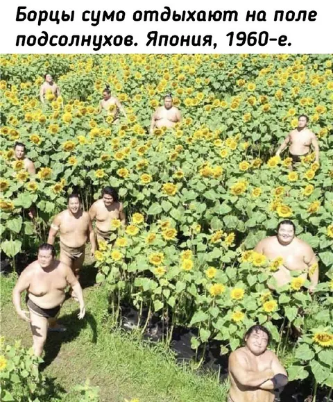 Борцы сумо в подсолнухах