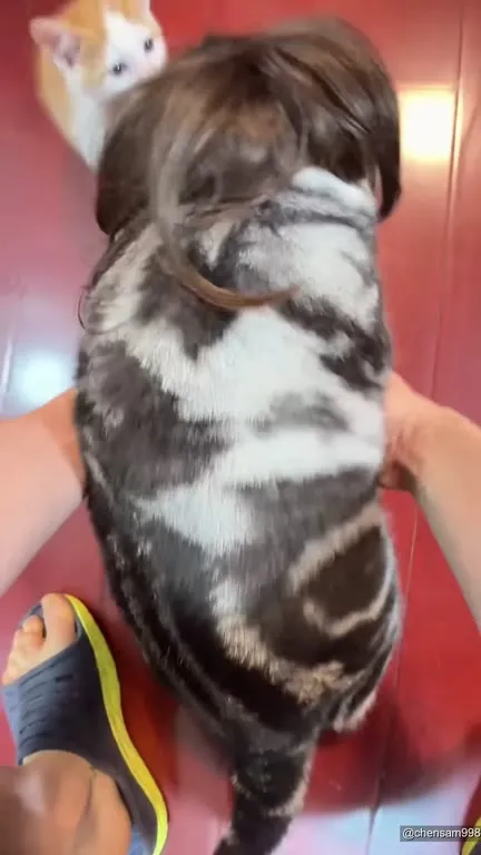 Кот с причёской идёт за хозяином