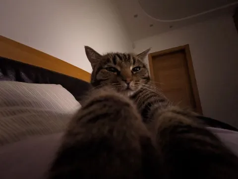 Кот смотрит прямо в душу