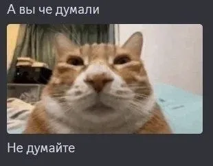 А вы че думали — не думайте