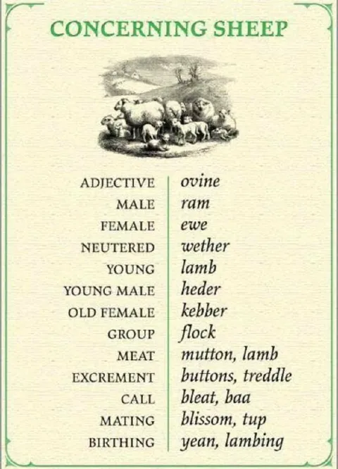 Concerning Sheep Vocabulary