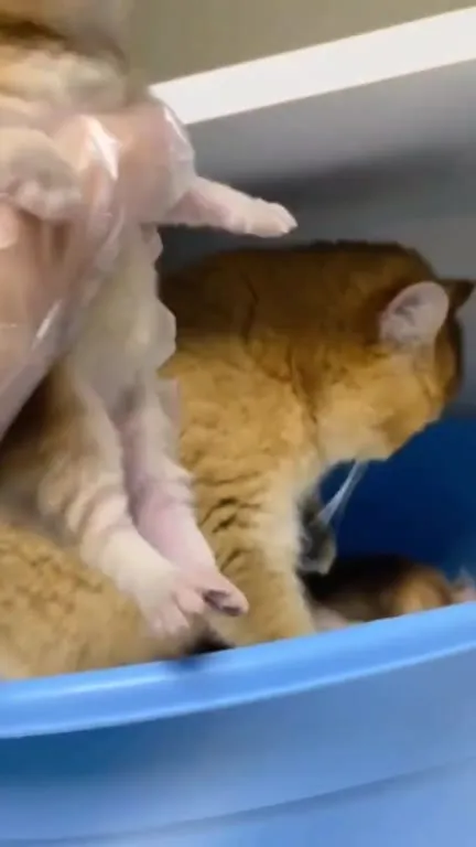 Cute Cats Doing Cat Things
