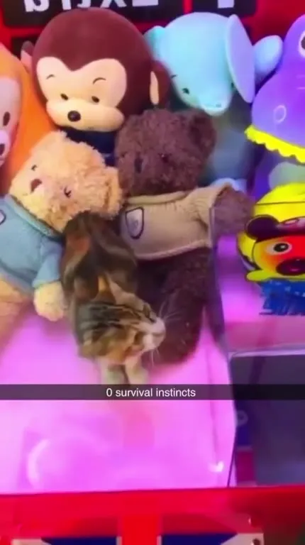 Cat With Zero Survival Instincts