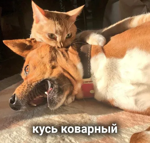 Коварный кусь кота