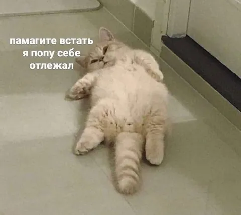 Кот отлежал попу