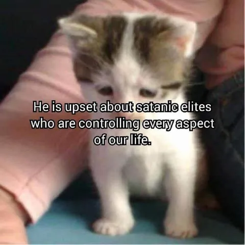 Kitten Upset About Satanic Elites