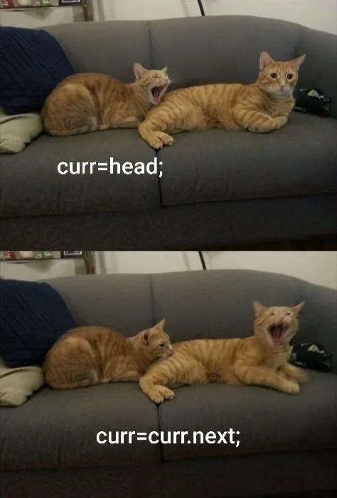 Cats Demonstrate Linked List Traversal