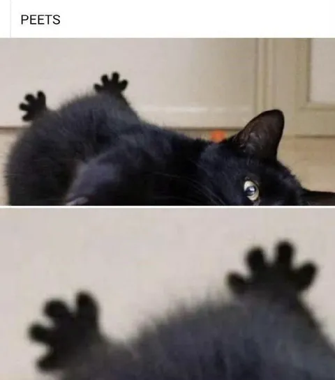 Black Cat Peets