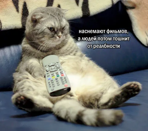 Кот смотрит фильмы о реальности