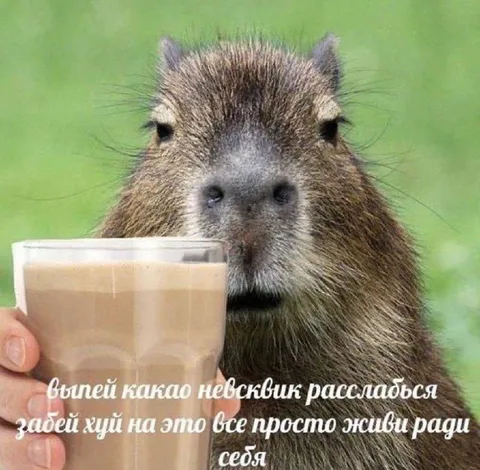 Капибара с какао и советом