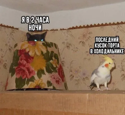 Ночной рейд за последним тортом