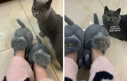 Коты в тапочках учат народ