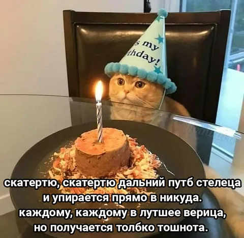 Кот празднует день рождения