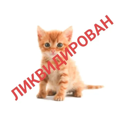 Ликвидирован котёнок