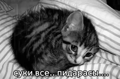 Грустный кот под дождём
