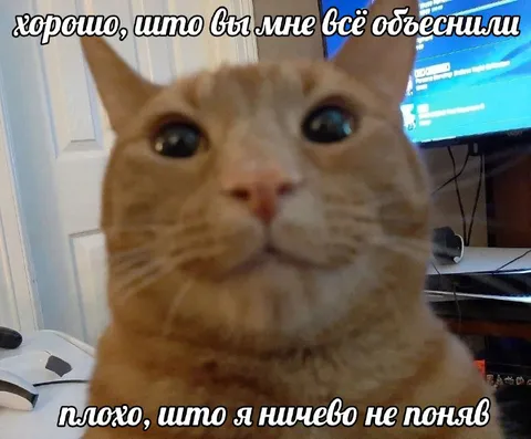 Кот ничего не понял