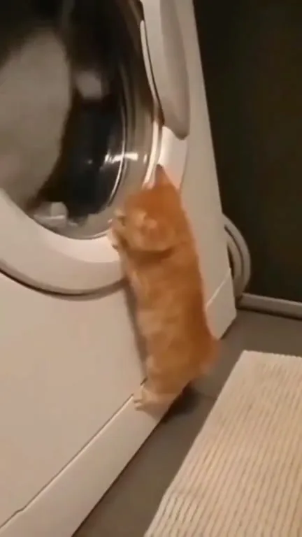 Кот наблюдает за стиркой