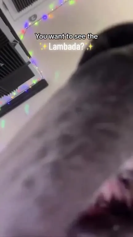 Dog Dances to Lambada