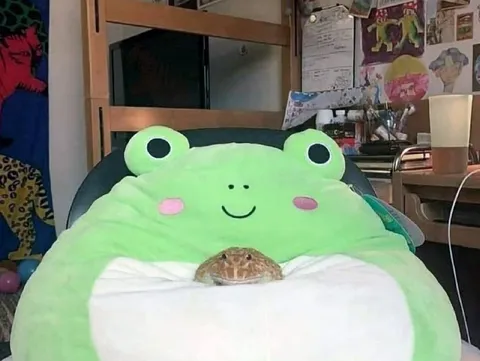 Лягушонок обнимает жабу