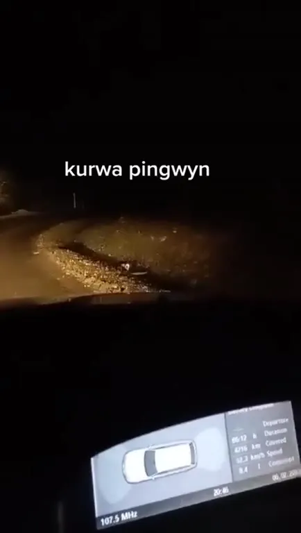 Kurwa pingwyn na drodze