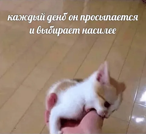 Кот выбирает насилие