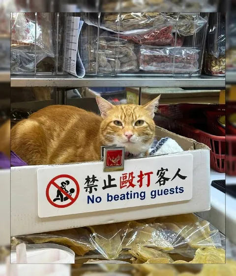 禁止殴打客人的猫