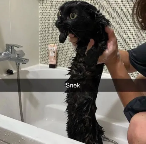 Wet Cat Snek