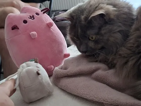 Кот знакомится с игрушками