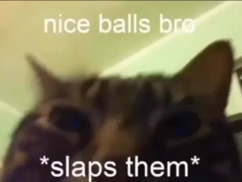 Nice Balls Bro Cat Slap