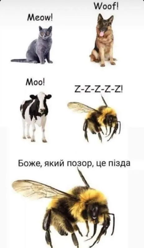 Бджола заснула під час уроку