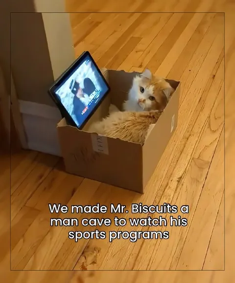 Cat’s Cardboard Man Cave