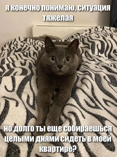 Кот намекает на переезд