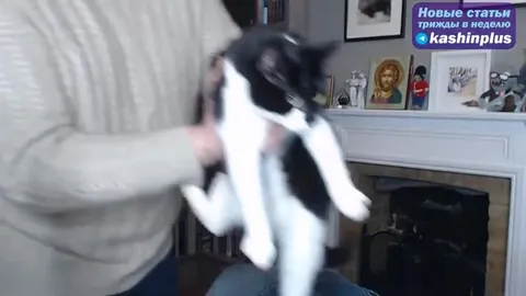 Мужчина пытается удержать кота