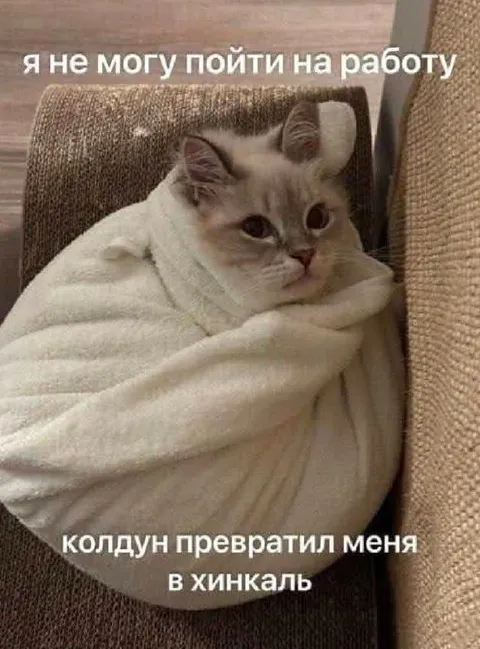 Кот превратился в хинкаль