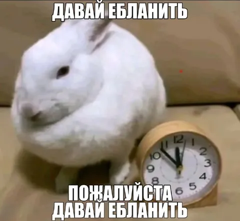 Кролик торопит начать