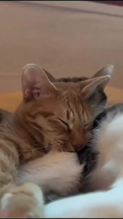 Кот чихнул и снова уснул