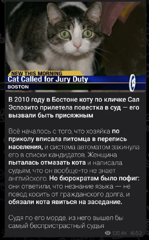 Кот Сал Эспозито присяжный
