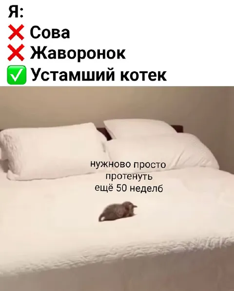 Уставший кот хочет спать