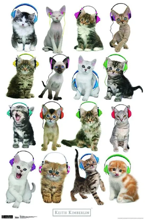 Котята в наушниках