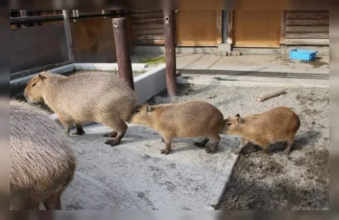 Капибарья цепочка