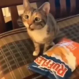 Cat Attacks the Ruffles Bag