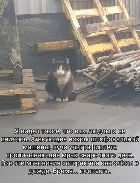 Кот из сварочного цеха