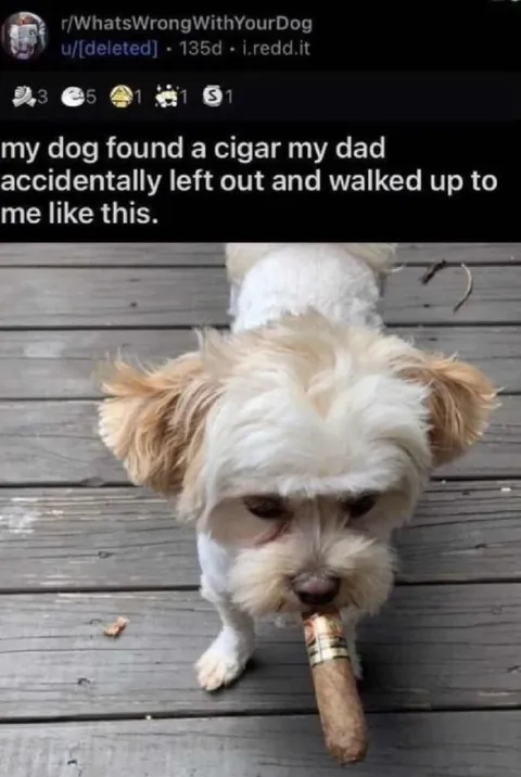 Dog With Dad's Cigar