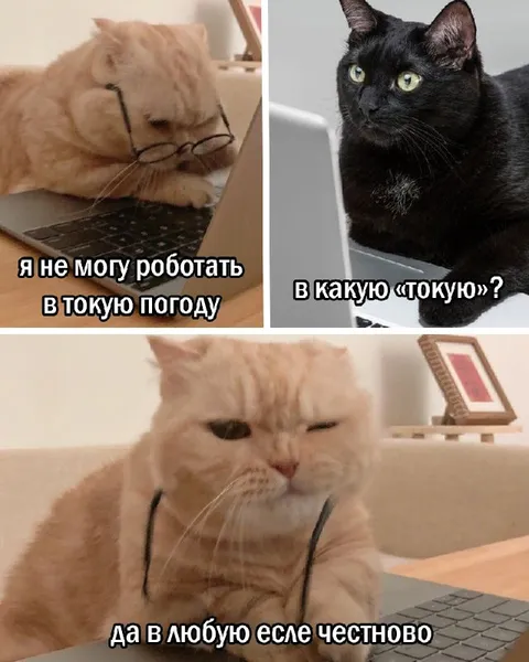 Коты спорят о погоде