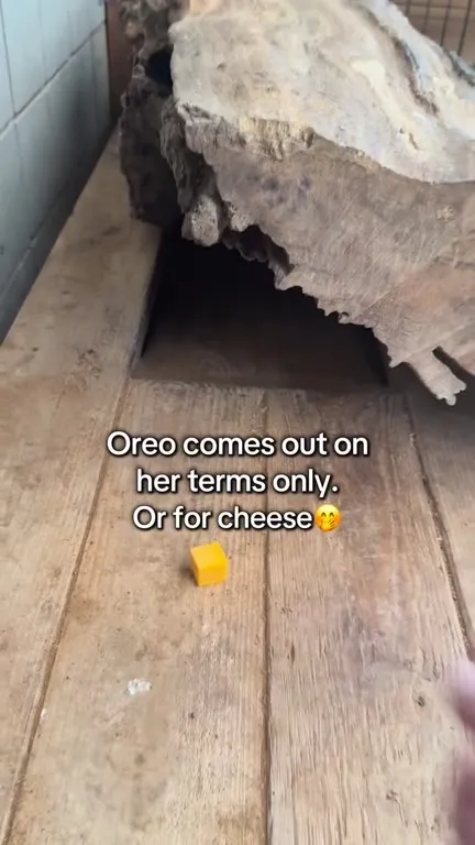 Oreo Comes Out for Cheese